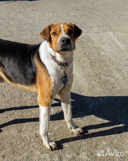 Собака мальчик умный 2 года