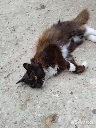 Кошка ищет дом