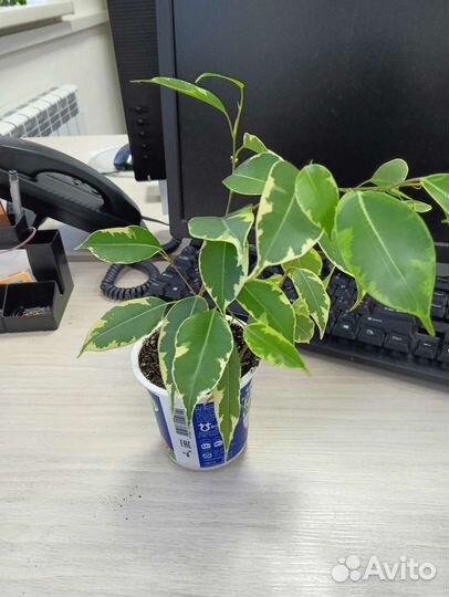 Фикус Бенджамина