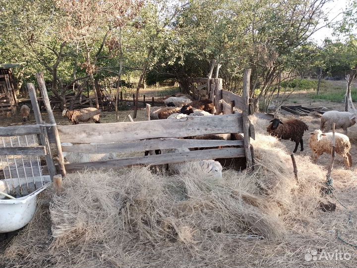 Овцы бараны