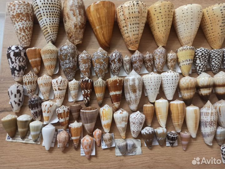 Морская раковина