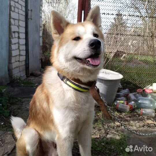 Собака в добрые руки