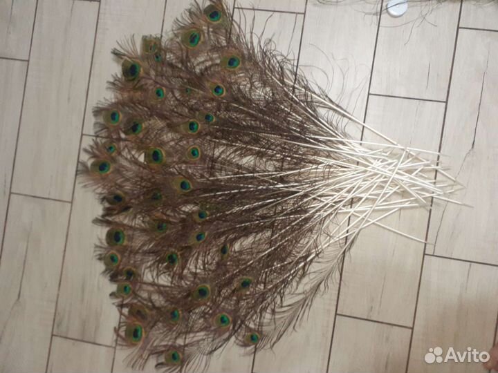 Перо павлина
