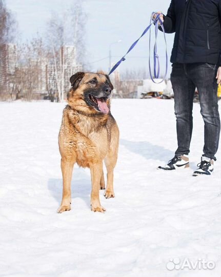 Собака из приюта в добрые руки