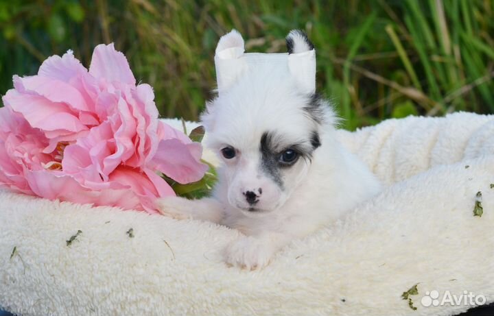 Пуховая девочка-белочка