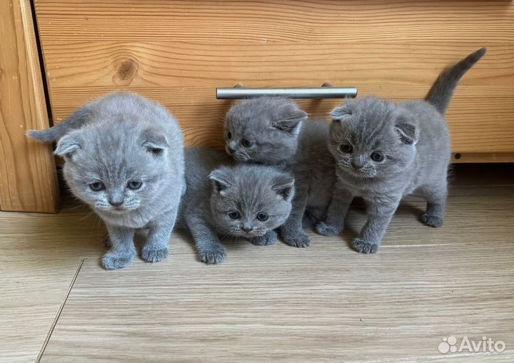 Шотландские котята с документами