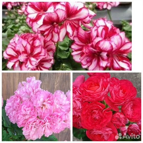 Пеларгонии сортовые