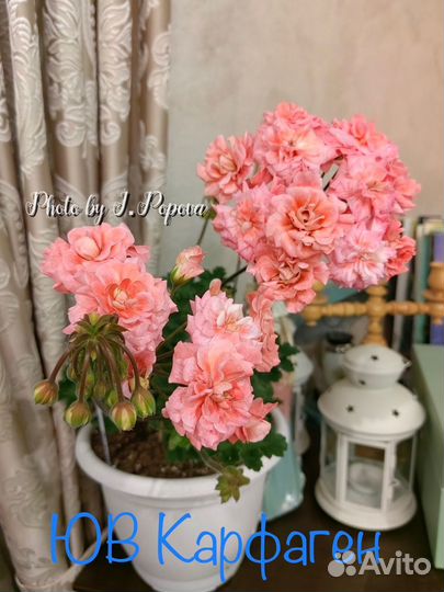 Пеларгония сортовая черенки