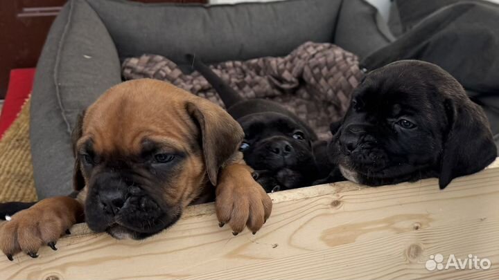 Щенки Кане Корсо