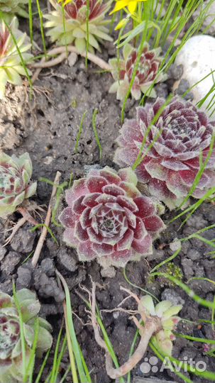 Молодило каменная роза