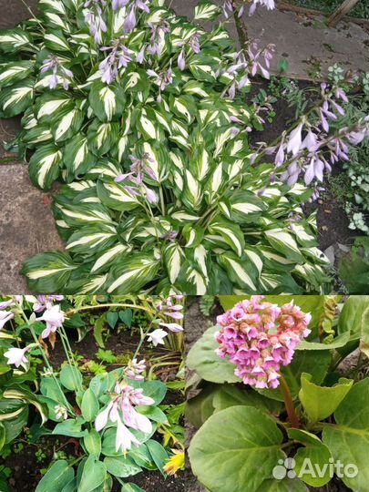 Хоста три вида, бадан