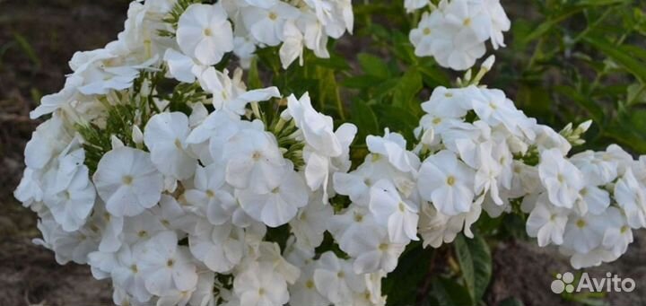 Куст Флоксов сорта Давид