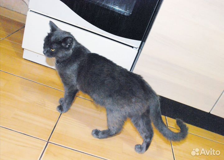Кошечка в добрые руки