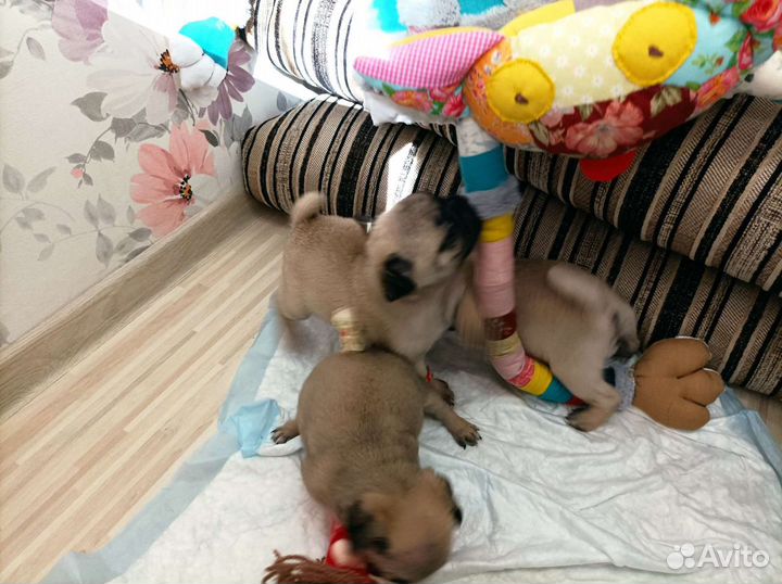 Щенки мопса