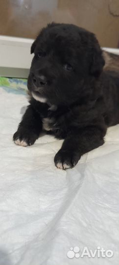 Домашние детки