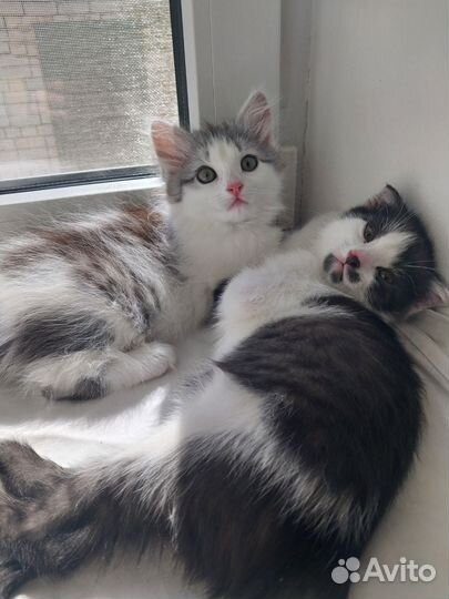 Кошка в дар бесплатно