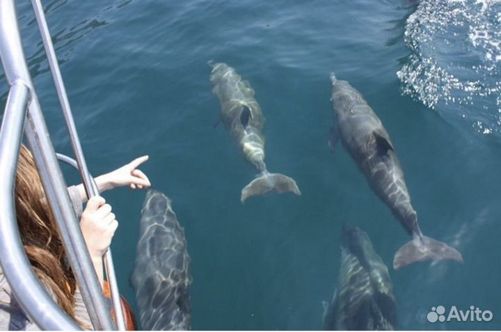 Морская прогулка к дельфинам в Адлере