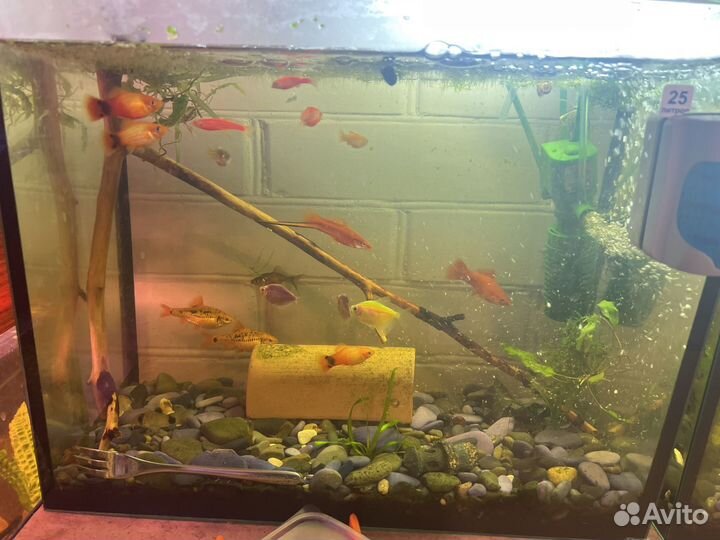 Тернеции данио касатка сом и боции