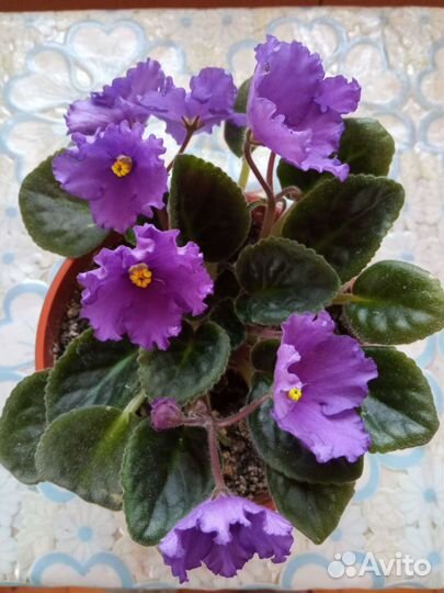 Укоренённые листочки фиалок с детками