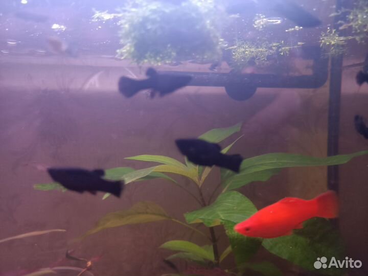 Гуппи, моллинезии, креветки