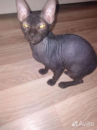 Кошки донской сфинкс