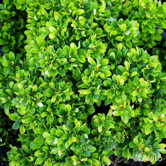 Барбарис Cobold (Кобальт) карликовый