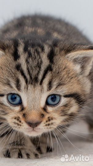 Очаровательные сладкие маленькие котята 1,5 мес