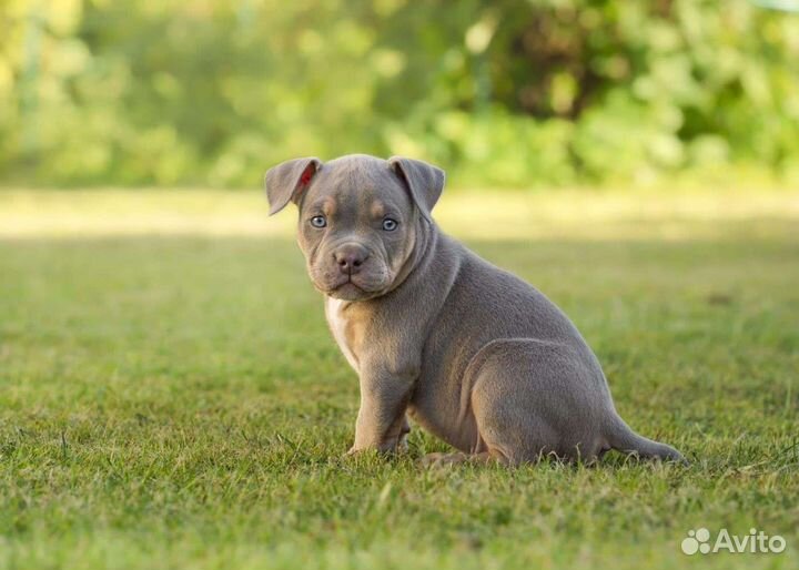 Американский Булли