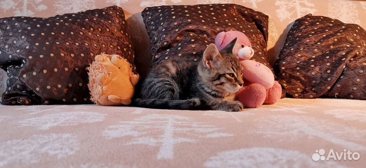 Отдаем котят в добрые ручки