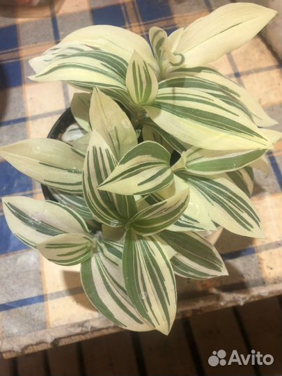 Цветок традесканция