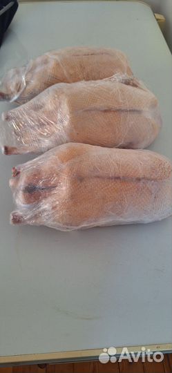 Гусиное мясо