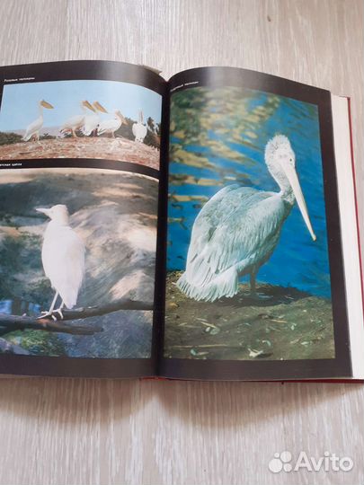 Красная книга.Животные