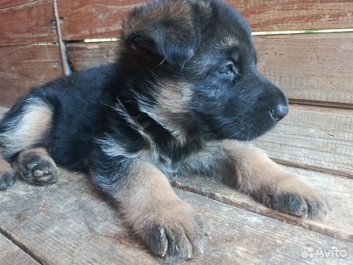 Щенок немецкой овчарки