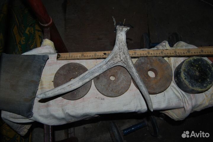 Рога оленя или лося