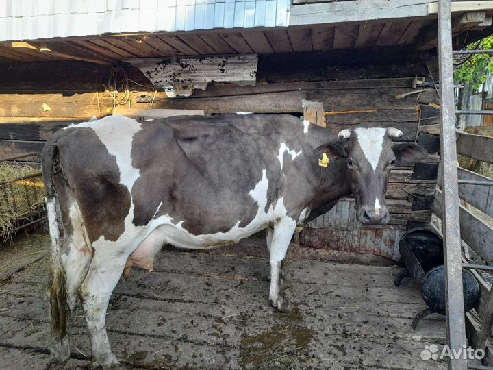 Корова высокоудойная