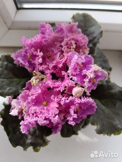 Сортовые фиалки