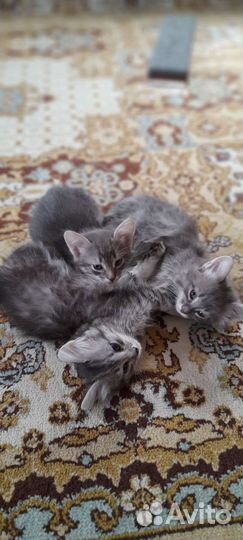 Котята в дар бесплатно