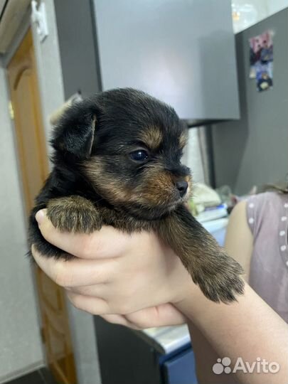Йоркширский терьер щенки