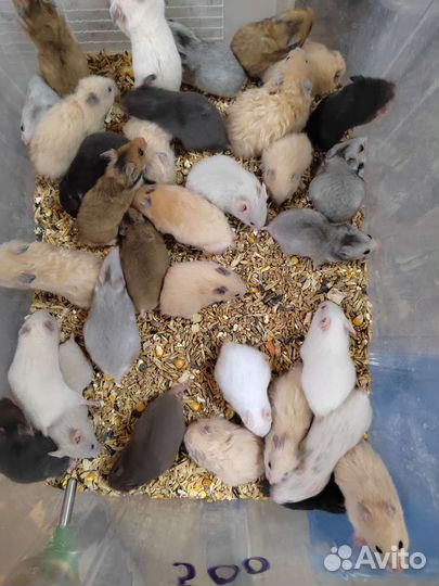 Сирийский хомяк