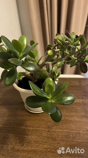 Толстянка, денежное дерево