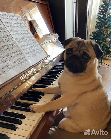 Мопс вязка мальчик