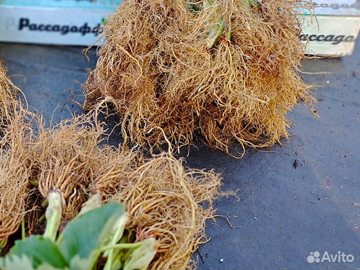 Рассада клубники. Оптом от 128 шт