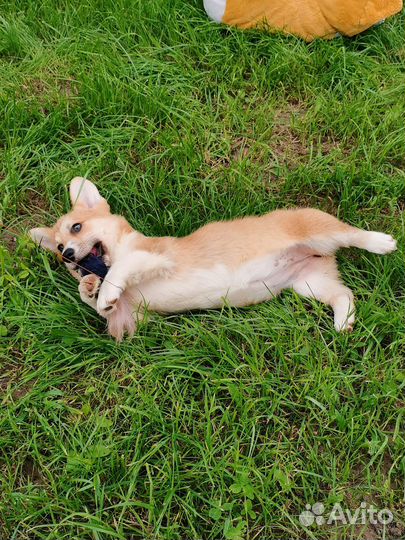 Щенки Корги Пемброк Девочка