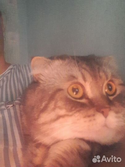 Шотландская