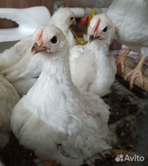 Продам суточных и подрощенных цыплят