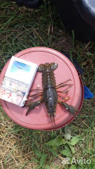 Живые раки микс