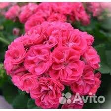 Пеларгония герань