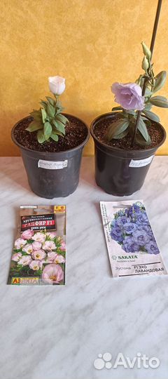 Эустома в горшке