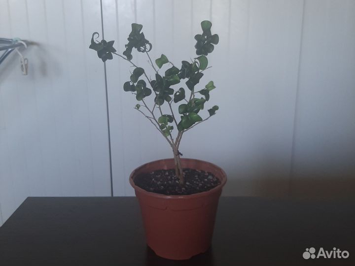 Фикус барокко