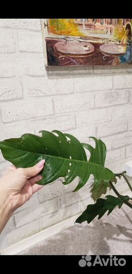 Карамель марбл филодендрон